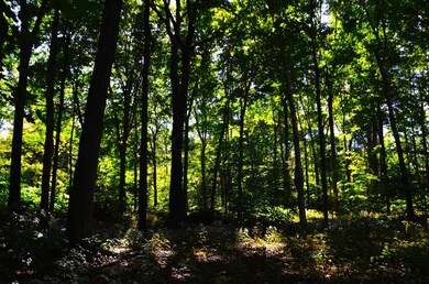 Woods
