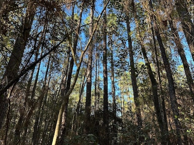 0 Lomas Rd, Hattiesburg, MS 39401 - photo 2