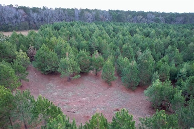 Lot 2 - TBD New Pine Rd, Johnsonville, SC 29555 - photo 6