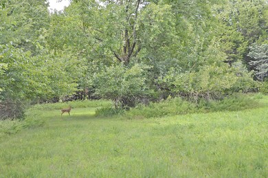 Just one of the many deer