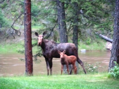 Moose
