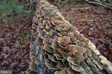 0 Jerome Rd unit VASH2001484, Mount Jackson, VA 22842 - photo 3