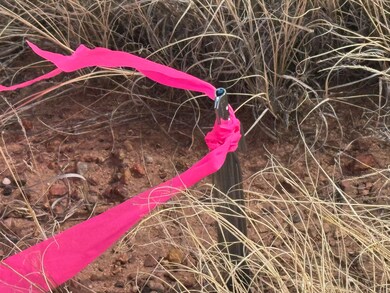 20 County Road 5311, Concho, AZ 85924 - photo 4