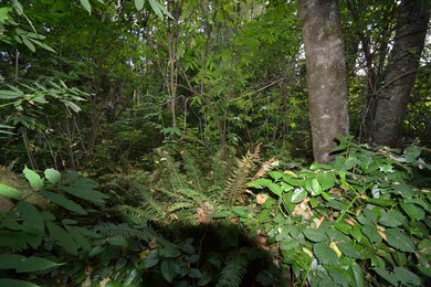 0 Pennsylvania St unit 709527, Bay City, OR 97107 - photo 6