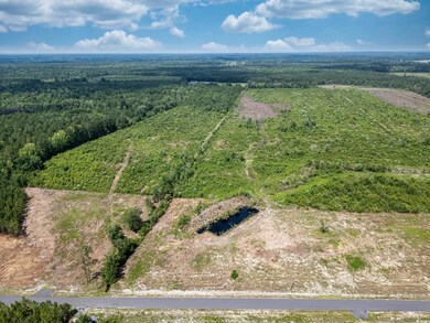 Aerial view of a forest