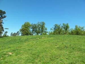 blend of pasture & woods