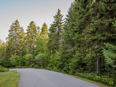Evergreens line the street