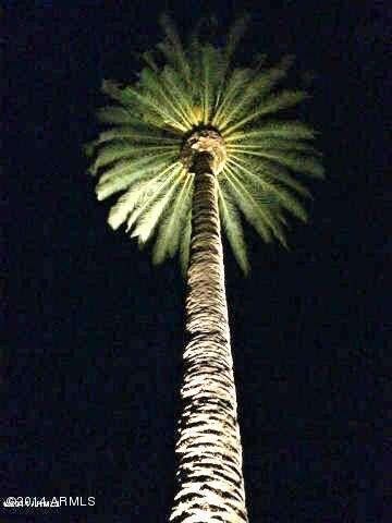 60 year old resort date palm in front