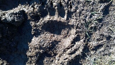 BEAR TRACKS NEAR STRUCTURES
