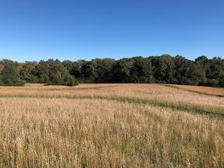 Terraced land, the SE view