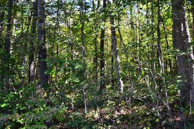 70 Maulden Branch Rd, Elias, KY 40486 - photo 3