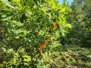 Par 1 Wilderness Trail, Peacock Township, MI 49656 - photo 2