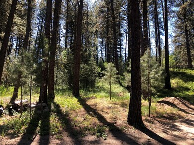 Wooded back yard