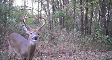 798 Red Tuttle Rd, Bethpage, TN 37022 - photo 6