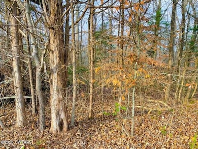 0 Old Lavinia Rd, Cedar Grove, TN 38321 - photo 2