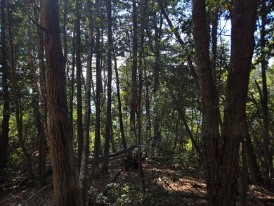 000 Panther Gap Rd, Honeydew, CA 95545 - photo 7