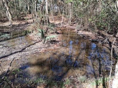 View of local wilderness