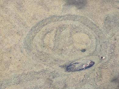 Map20Lot19 Carter Hill Rd, Fryeburg, ME 04037 - photo 7