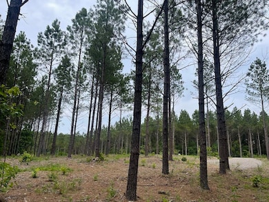 View of local wilderness
