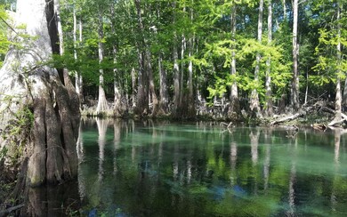 Ichetucknee River from Three Rivers Estates Point 