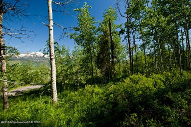 treed lot