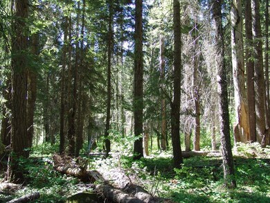 Ideal For Camping With Mature Trees, Level Terrain