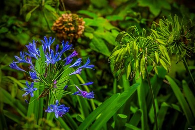 Beautiful Garden