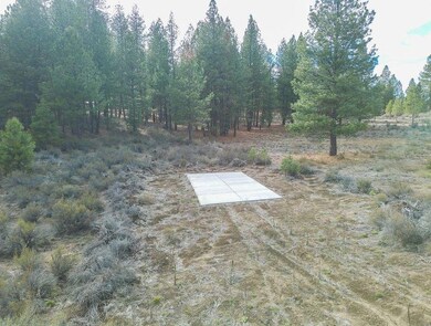 pine 1