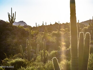 Majestic Saguaros galore