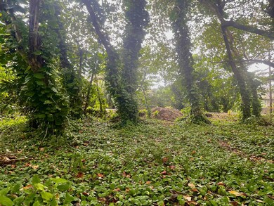 5-7235 Kuhio Hwy, Hanalei, HI - photo 4