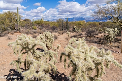 Mature desert landscape