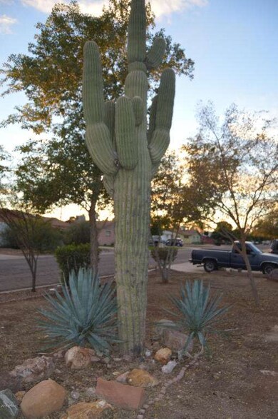 Saguaro