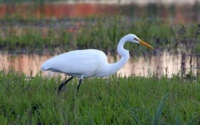 529 Marsh Hen Dr NE, Shellman Bluff, GA 31331 - photo 7