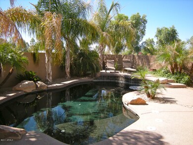 Backyard - Tropical Paradise