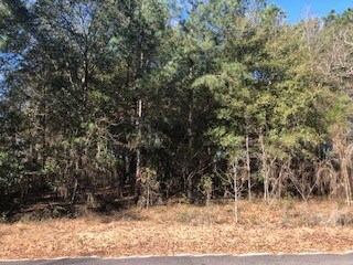 TBD Wolf's Thick Rd, Cordele, GA 31015 - photo 5