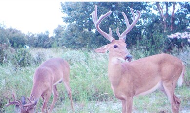 5525 Sparta Rd, Sebring, FL 33875 - photo 5