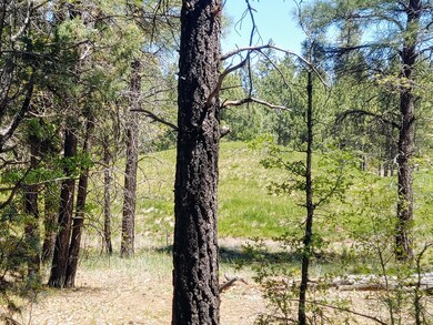 Ponderosa Pines