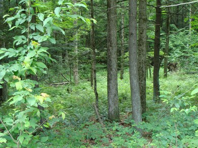 0 Old Gravity Rd unit PWB153139, Wayne County, PA 18436 - photo 3