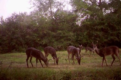 0 Mcleod Rd, Luverne, AL 36049 - photo 2