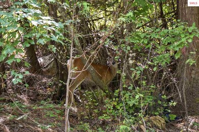 1231 Janish Dr, Sandpoint, ID 83864 - photo 5