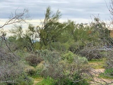Lush Desert Vegetation