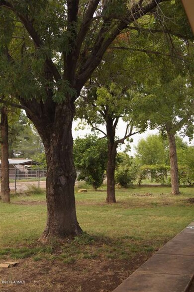 Trees Front Yard