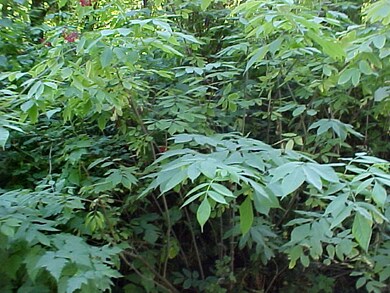 0 214th Rd E unit 667686, Graham, WA 98338 - photo 4