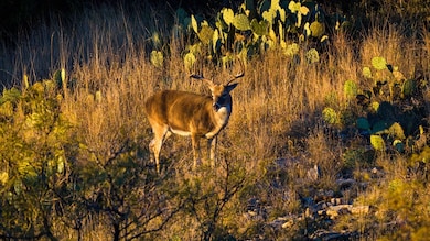 917 Bear Springs Rd, Mason, TX 76856 - photo 4