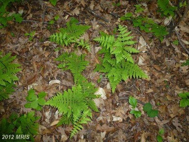 0 Mount Gilead Rd unit 1003991050, Leesburg, VA 20175 - photo 5