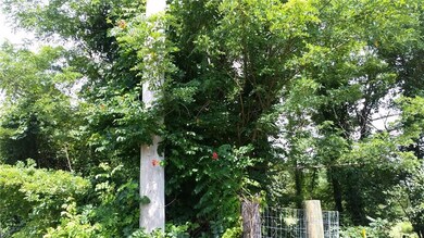 TRUMPET VINE AT ENTRANCE