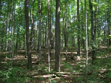 0 White Ash Trail unit (Parcel 64) 302957, Vanderbilt, MI 49795 - photo 3