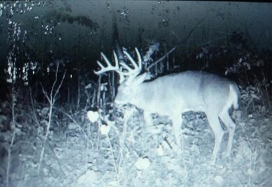 ##!-big buck