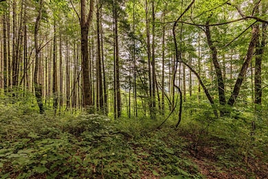 magical forest behind upper cabin