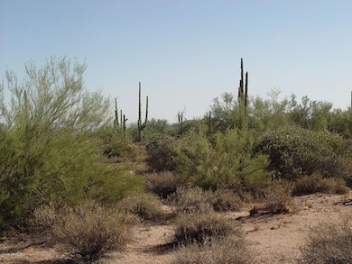 Numerous large sagaros